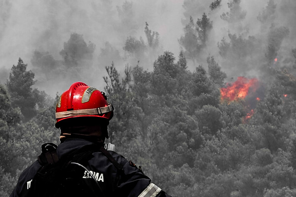 Πρόσληψη 500 δασοκομάντος- Δημιουργούνται ειδικές μονάδες δασικών επιχειρήσεων σε 6 πόλεις