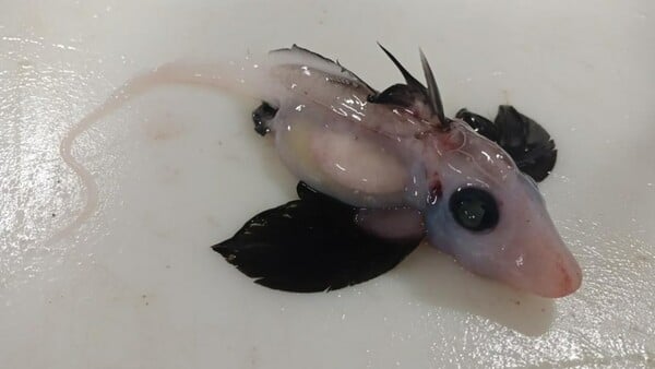 'Very rare' baby ghost shark found by scientists