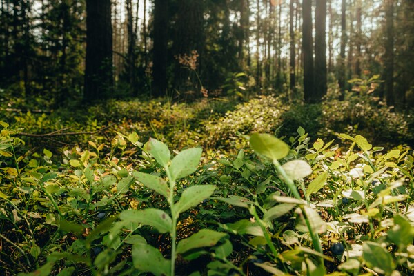 WWF: Ώρα της Γης 2022 - «Ευκαιρία για να ενώσουμε τις φωνές μας!»