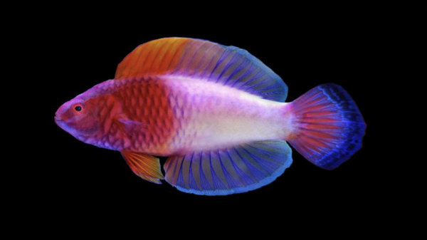 Rainbow Fish That’s Never Been Recorded Is Identified In Ocean’s ‘Twilight Zone’