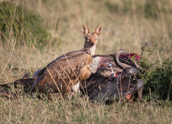 World Nature Photography Awards: 15 εντυπωσιακές φωτογραφίες