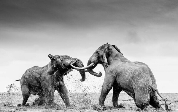 World Nature Photography Awards: 15 εντυπωσιακές φωτογραφίες