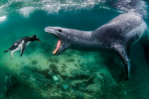 World Nature Photography Awards: 15 εντυπωσιακές φωτογραφίες