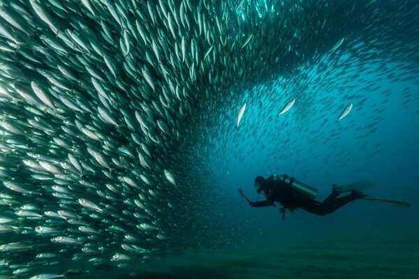 World Nature Photography Awards: 15 εντυπωσιακές φωτογραφίες