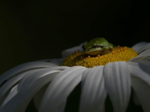 World Nature Photography Awards: 15 εντυπωσιακές φωτογραφίες