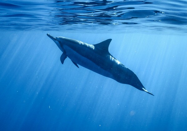 Η ανυπόφορη φασαρία των ωκεανών: Πώς η ανθρωπότητα ασκεί ηχητική βία στις φάλαινες και άλλα θαλάσσια είδη