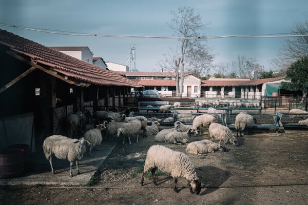 Μέσα στο αιωνόβιο Γεωπονικό Πανεπιστήμιο Αθηνών