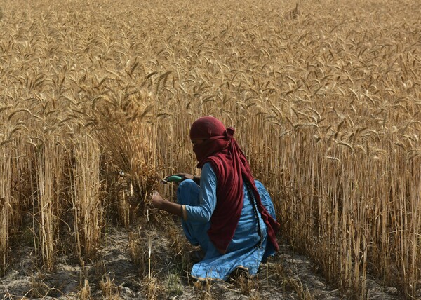 india harvest