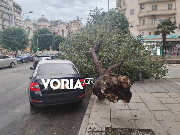 Θεσσαλονίκη: Σοβαρές ζημιές από το ξαφνικό μπουρίνι- Έπεσαν δέντρα σε αυτοκίνητα