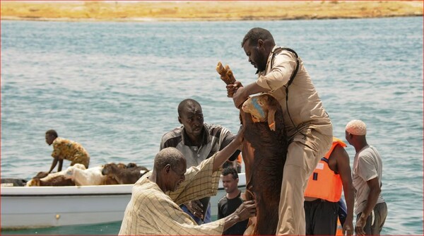 Σουδάν: Πάνω από 15.000 πρόβατα πνίγηκαν μετά τη βύθιση υπερφορτωμένου πλοίου στην Ερυθρά Θάλασσα 