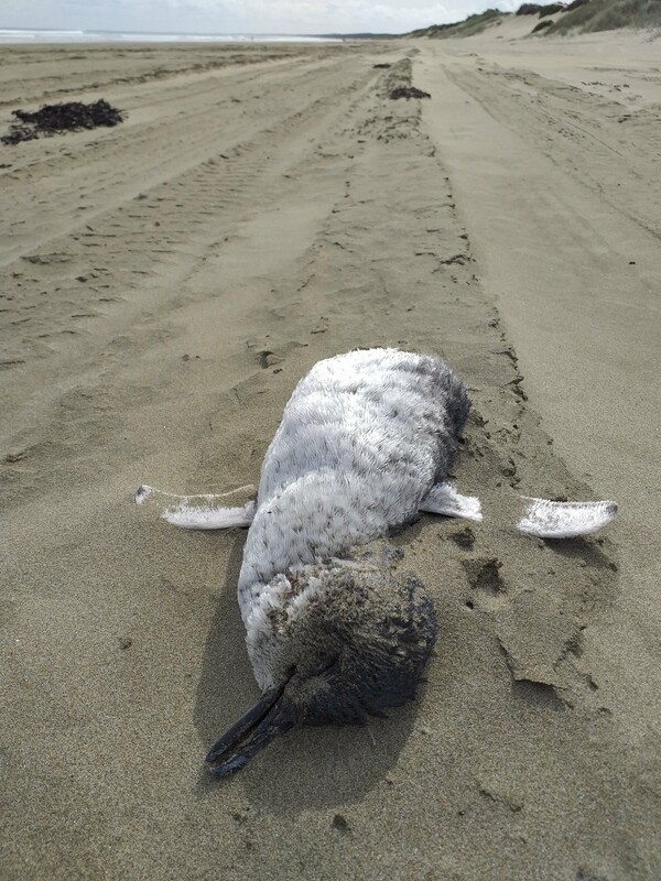 bodies of hundreds of little blue penguins wash ashore in New Zealand