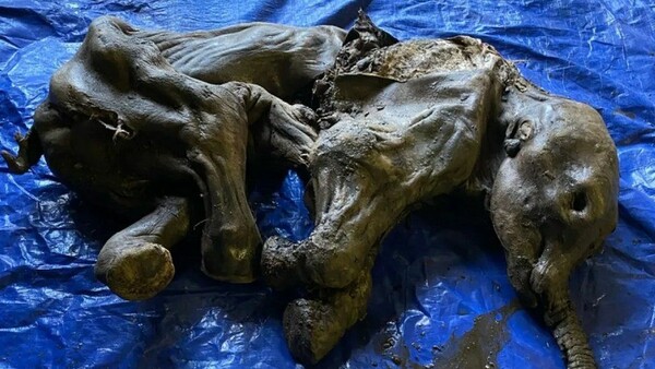 Frozen baby mammoth discovered in Yukon excites Canada
