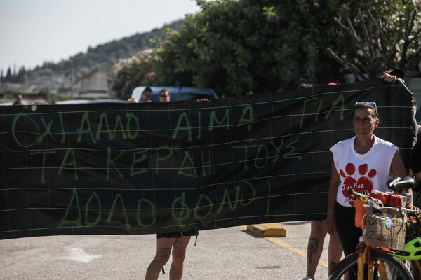 «Δεν ήταν εξόντωση, ήταν δολοφονία»; Διαμαρτυρία στο Αττικό Ζωολογικό Πάρκο, για τη θανάτωση του χιμπατζή