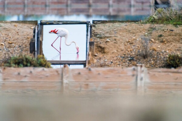 Urban Wildlife Photography Awards 2022: Φωτογραφίες άγριας ζωής μέσα στα τείχη των πόλεων