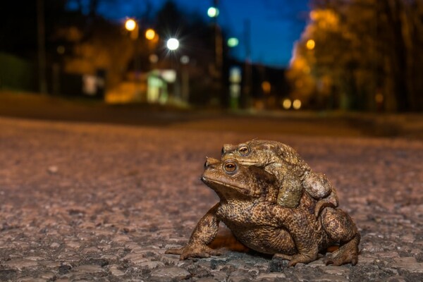 Urban Wildlife Photography Awards 2022: Φωτογραφίες άγριας ζωής μέσα στα τείχη των πόλεων