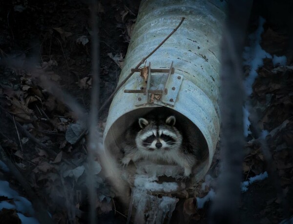 Urban Wildlife Photography Awards 2022: Φωτογραφίες άγριας ζωής μέσα στα τείχη των πόλεων