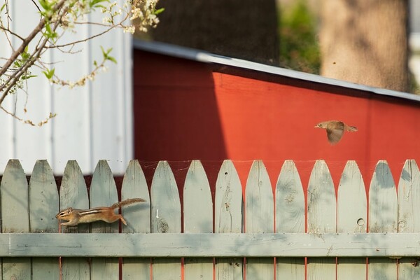 Urban Wildlife Photography Awards 2022: Φωτογραφίες άγριας ζωής μέσα στα τείχη των πόλεων