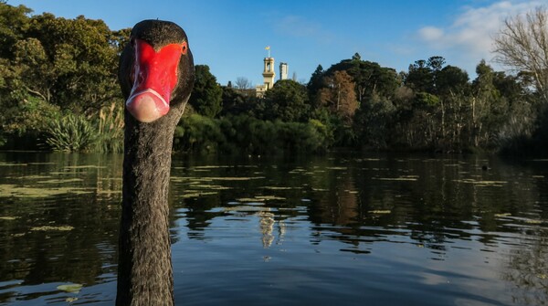 Urban Wildlife Photography Awards 2022: Φωτογραφίες άγριας ζωής μέσα στα τείχη των πόλεων