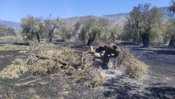 Ελαιώνας Άμφισσας: Στάχτη πάνω από 3000 στρέμματα -Ένας μοναδικής ομορφιάς τόπος χιλιάδων ετών