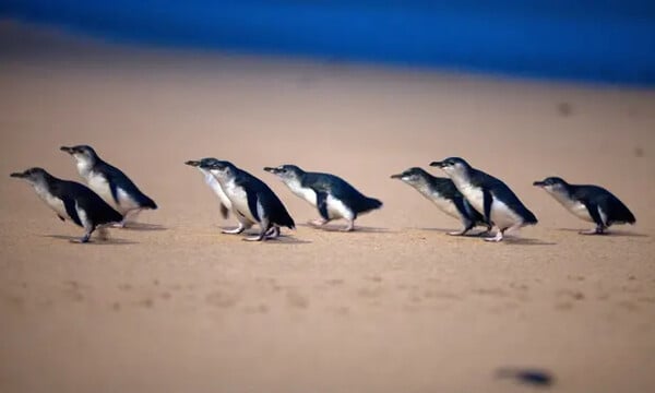 Elusive fox that threatened Phillip Island’s little penguins caught after two-month hunt