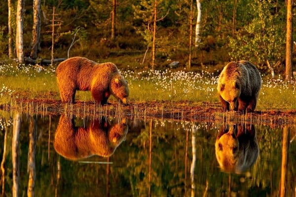 Bear photography takes great-grandmother round the world