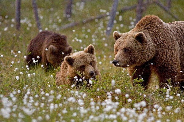 Bear photography takes great-grandmother round the world