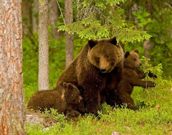 Bear photography takes great-grandmother round the world