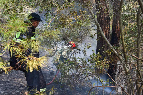 Συνεχίζεται η μάχη με τις φλόγες στη Δαδιά Έβρου – Μέσα στον οικισμό η φωτιά στα Βατερά Λέσβου