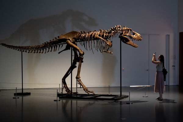 Σκελετός δεινοσαύρου πωλήθηκε έναντι $6,1 εκατ. σε δημοπρασία - Έξαλλοι οι επιστήμονες