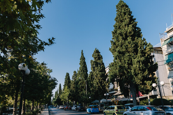 Τα κυπαρίσσια της Νέας Φιλαδέλφειας: Ένα σχεδόν αιωνόβιο πράσινο τοπόσημο των Αθηνών 