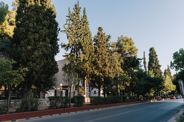 Τα κυπαρίσσια της Νέας Φιλαδέλφειας: Ένα σχεδόν αιωνόβιο πράσινο τοπόσημο των Αθηνών 