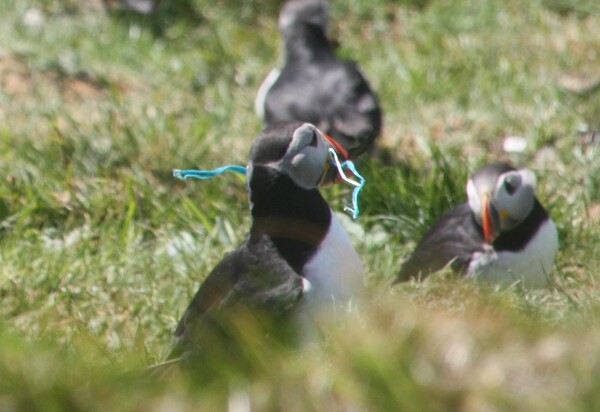 Plastic pollution: Birds all over the world are living in our rubbish