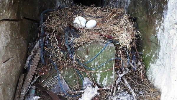 Plastic pollution: Birds all over the world are living in our rubbish