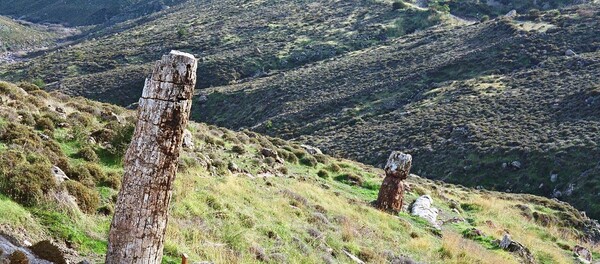 Στη δυτική Λέσβο δεν υπάρχει μόνο ένα απολιθωμένο δάσος αλλά τέσσερα