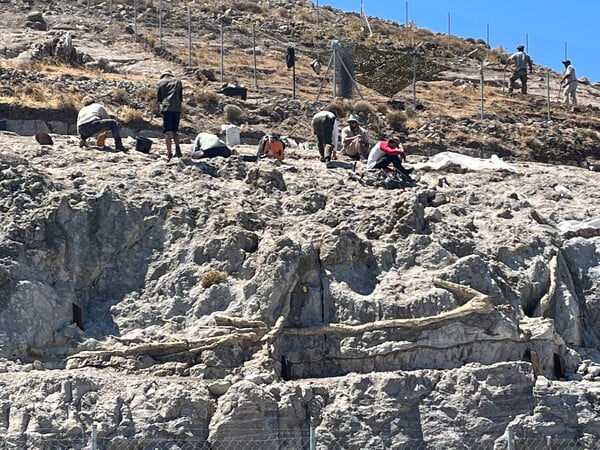 Στη δυτική Λέσβο δεν υπάρχει μόνο ένα απολιθωμένο δάσος αλλά τέσσερα