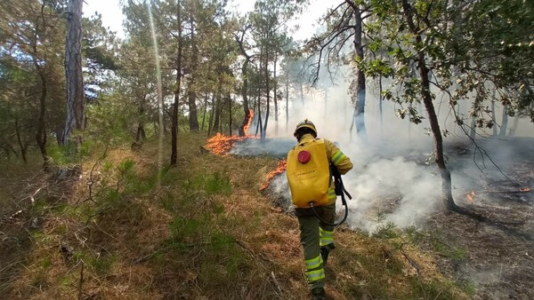 Η επόμενη μέρα μετά την πυρκαγιά στο Εθνικό Πάρκο Δαδιάς: Προτάσεις θωράκισης του WWF Ελλάς