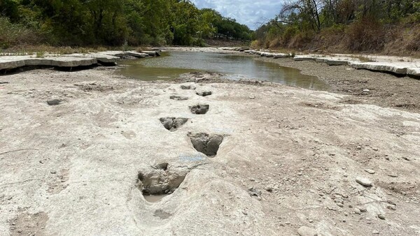 Dinosaur tracks from 113M years ago have become visible amid drought