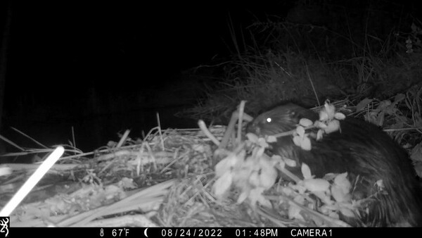 Beaver dams in east Devon create area of wetland amid drought