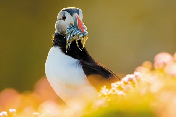 Eικόνες από τα πολύχρωμα ψαροπούλια «puffin» στις βρετανικές νήσους