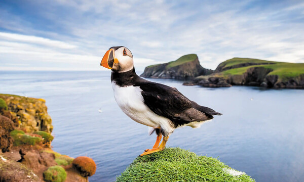 Eικόνες από τα πολύχρωμα ψαροπούλια «puffin» στις βρετανικές νήσους