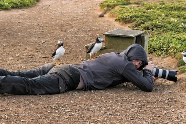 Eικόνες από τα πολύχρωμα ψαροπούλια «puffin» στις βρετανικές νήσους