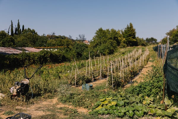 Στο Καπανδρίτι για φρέσκα λαχανικά από το μποστάνι, ψάρι στο τηγάνι και κοκτέιλ δίπλα στο ρέμα.