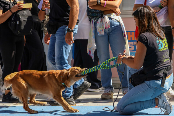 ATHENS PET FESTIVAL