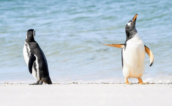 Comedy Wildlife Photography Awards: Μια ζέβρα «αερίζεται», ψάρια «χαμογελούν» και ένα ρακούν χαιρετάει