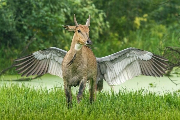 Comedy Wildlife Photography Awards: Μια ζέβρα «αερίζεται», ψάρια «χαμογελούν» και ένα ρακούν χαιρετάει