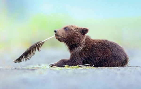 Comedy Wildlife Photography Awards: Μια ζέβρα «αερίζεται», ψάρια «χαμογελούν» και ένα ρακούν χαιρετάει