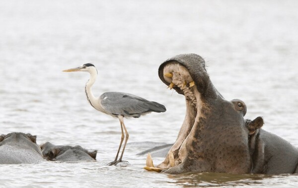 Comedy Wildlife Photography Awards: Μια ζέβρα «αερίζεται», ψάρια «χαμογελούν» και ένα ρακούν χαιρετάει