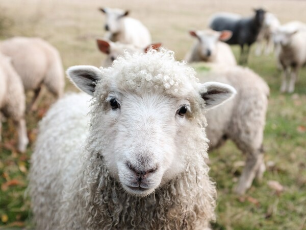 Κοζάνη: Αγέλη λύκων επιτέθηκε και σκότωσε 50 πρόβατα - Σε απόγνωση ο κτηνοτρόφος