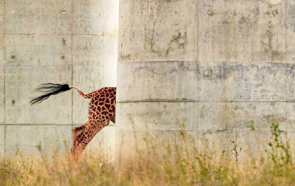 Stunning images from African Wildlife Foundation's photography award are inspiring conservation
