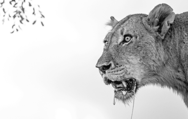 Stunning images from African Wildlife Foundation's photography award are inspiring conservation